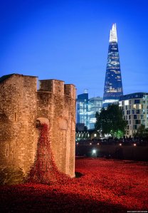 poppies